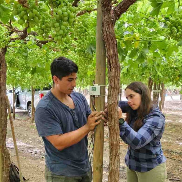 7 de mayo INIA y Corfo lanzan proyecto pionero para optimizar el uso de agua en uva de mesa con tecnologías de sensores