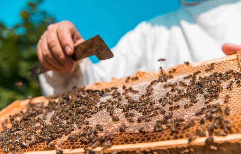 Agronomía UdeC inaugura NeuroBeeLab un nuevo laboratorio dedicado al estudio de la neurociencia en abejas