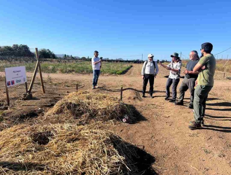 Científicos chilenos buscan convertir residuos salmoneros en fertilizante seguro, inocuo y de bajo costo para plantas 