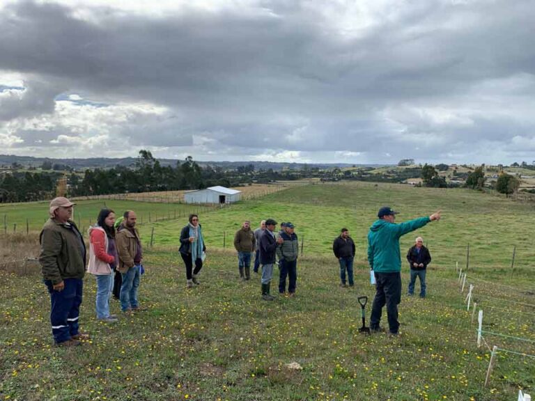Científicos de INIA continúan trabajando para combatir la plaga del gusano blanco en Chiloé