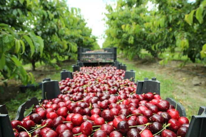 Conoce el programa y las principales novedades de CherryTech 2025 El evento técnico más importante de la industria cerecera