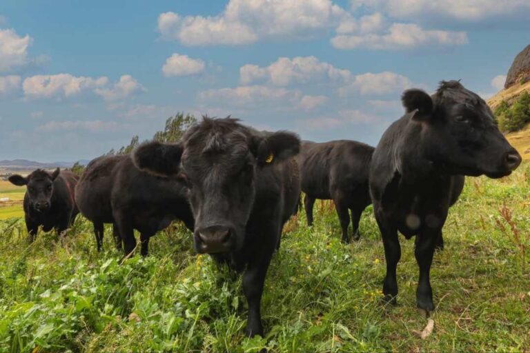 Gobierno constituye Mesa para la Seguridad del Agro en la región de Aysén
