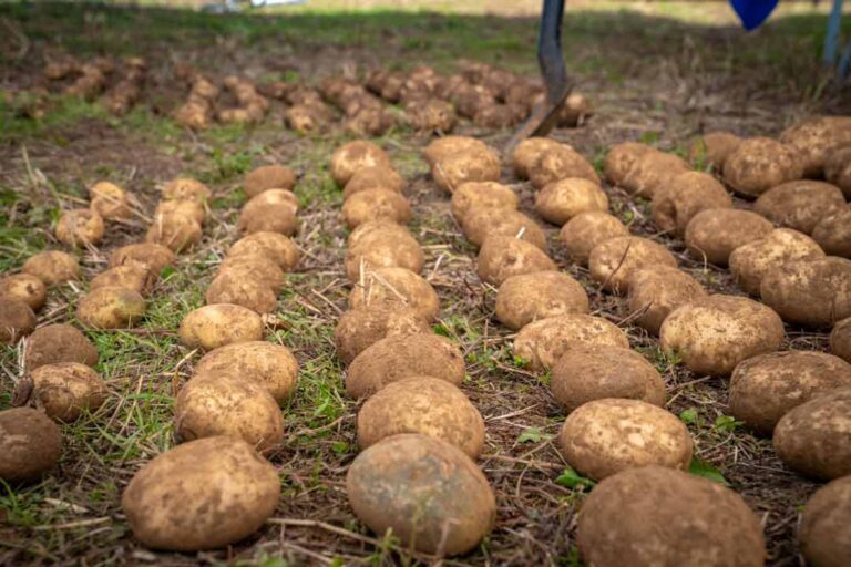 Día Internacional de la Papa: drones, IA y energías limpias al servicio del agro chileno