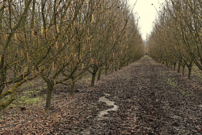 Investigadores INIA profundizan acciones para controlar enfermedades de madera en avellano europeo