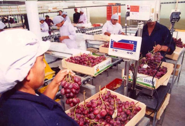 Perú consolida su liderazgo global en la producción y exportación de uva de mesa: "más que seguro continuaremos creciendo"