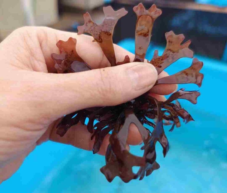 Proyecto UCN busca optimizar el cultivo de macroalga de alto valor económico y biológico  