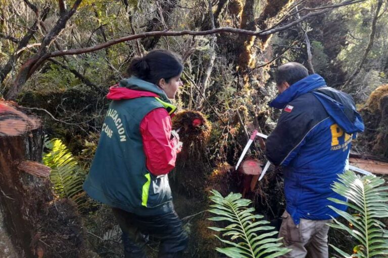 CONAF denuncia la corta ilegal de ciprés de las Guaitecas en Reserva Nacional Katalalixar