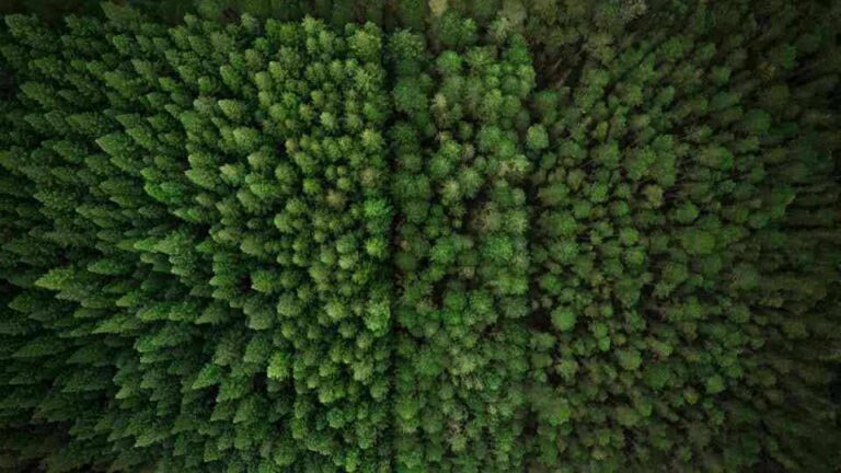 Chile se adelanta al mundo con cque cumple norma europea de Deforestación Cero