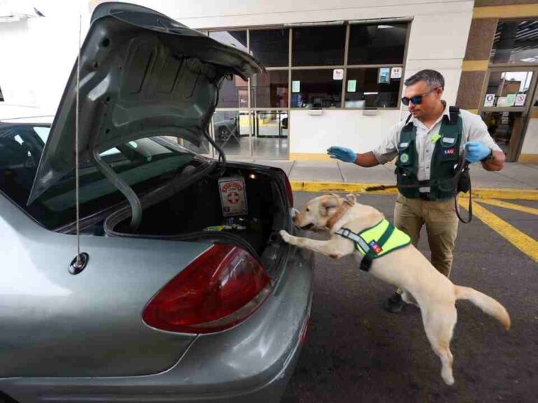 Día del Perro: conoce cómo trabajan los canes del SAG en nuestras fronteras