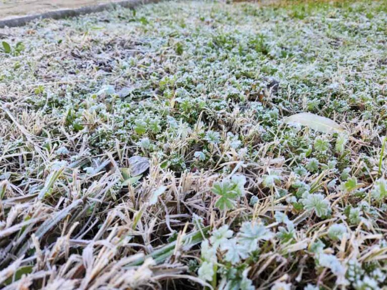 Impacto en el agro de histórica helada en Chillán