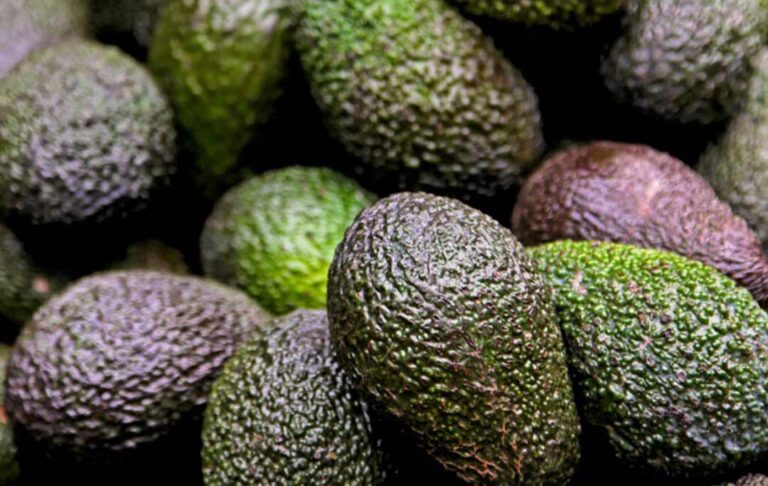 Palta chilena cierra temporada con su mayor producción en 15 años