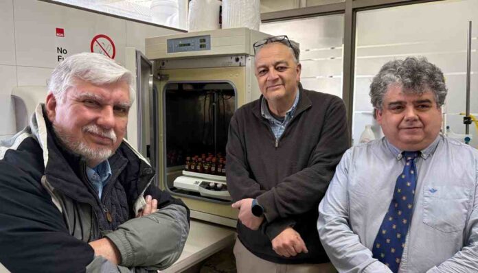 Proyecto para transformar orujo en suplemento ganadero avanza hacia etapa de validación con productores en Ñuble
