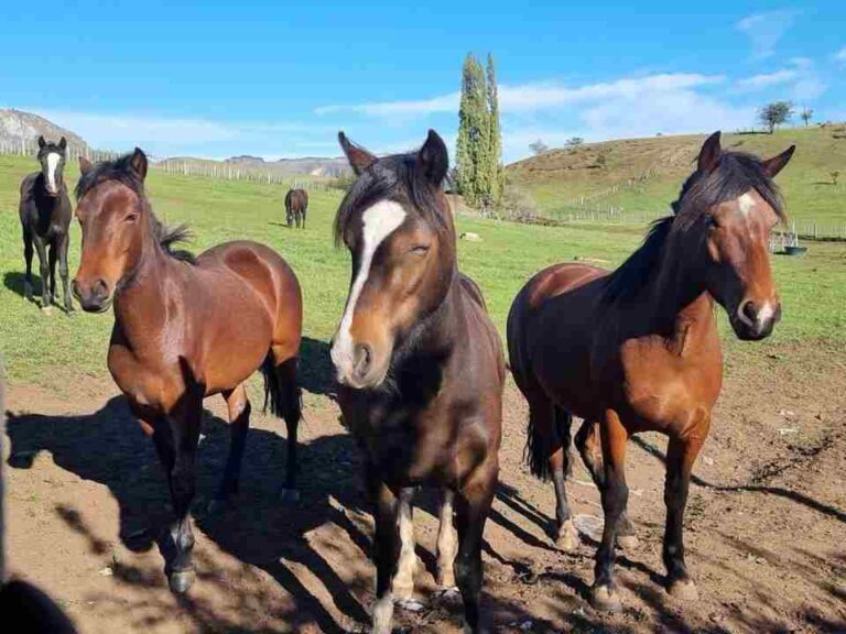 SAG Aysén informa que no se han detectado equinos positivos a Anemia Infecciosa Equina en la región