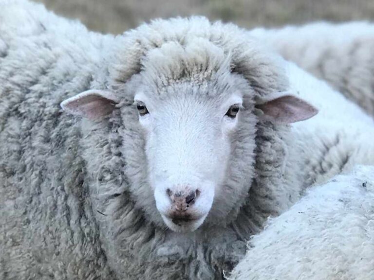 SAG Los Lagos impulsa trazabilidad ovina para fortalecer la sanidad animal y la gestión productiva del rubro