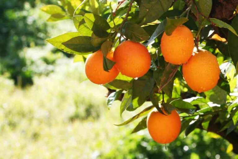 Top 10 mercados productores de naranjas temporada 2024 / 2025