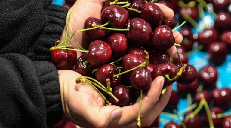 China: Un destino estratégico para entender el presente y futuro de la fruticultura chilena