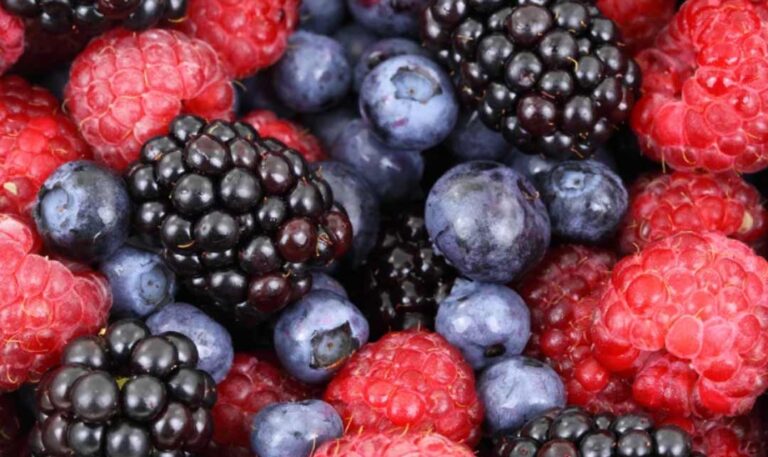 Berries chilenos y su potencial científico para enfrentar el cáncer colorrectal
