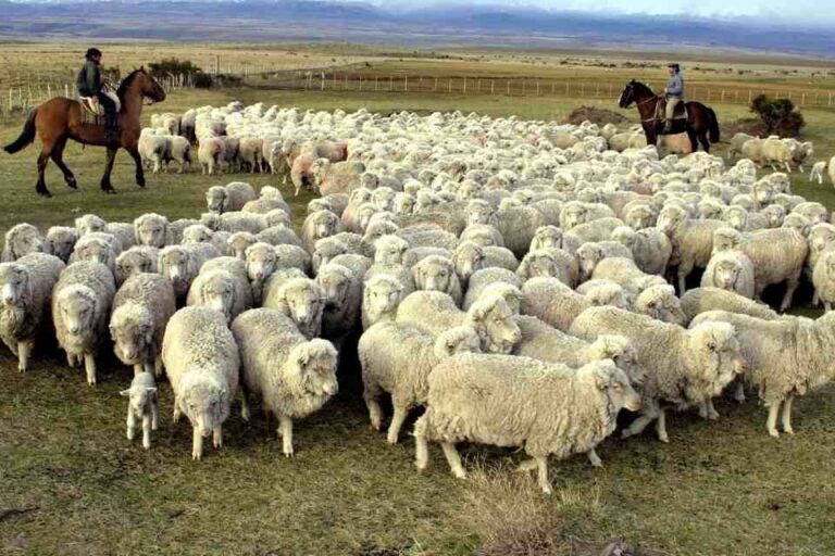 Chile suspendió la importación de carne argentina de la Patagonia y peligran mercados clave para el país trasandino