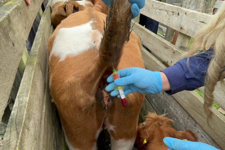 Comenzó muestreo de brucelosis bovina en ganado de familias de Cañete y Tirúa