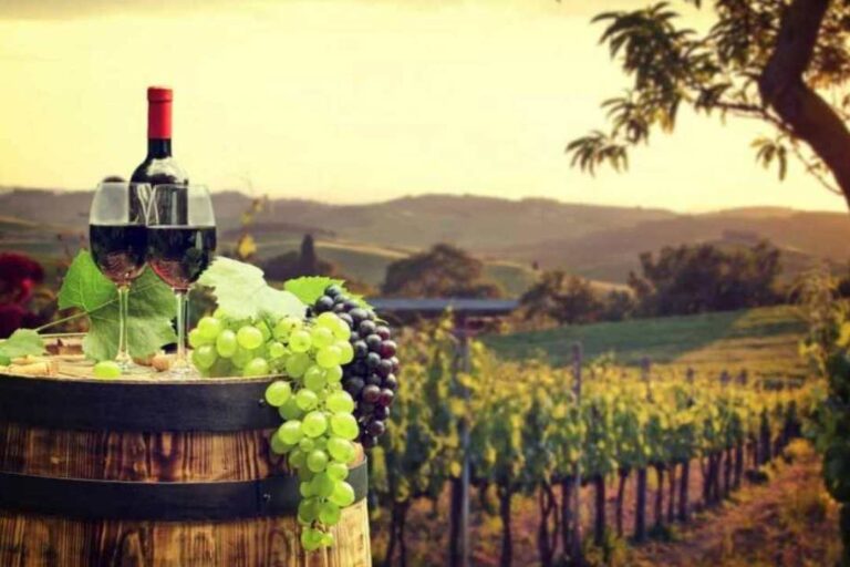 Consorcio I+D Vinos de Chile lanza herramientas innovadoras para fortalecer la competitividad del sector vitivinícola y agrícola