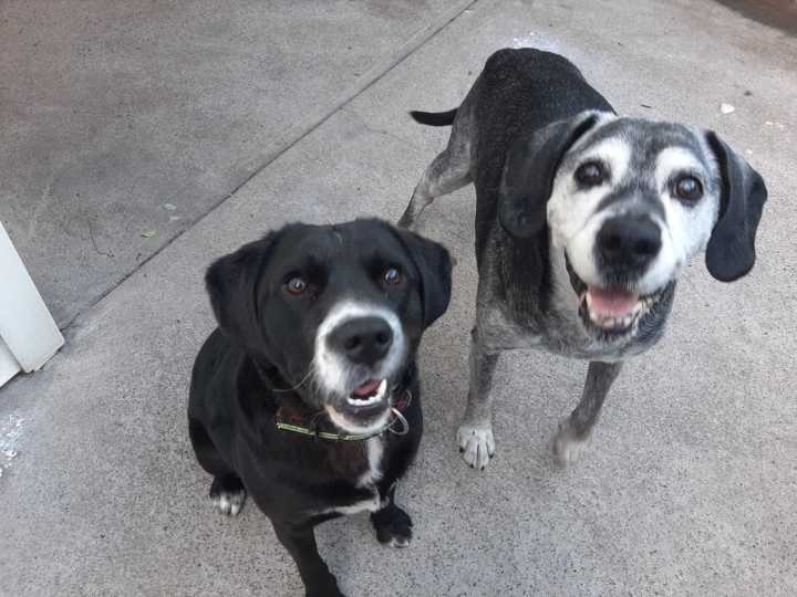 El Alzheimer Canino: Cuando la memoria de tu mascota empieza a desvanecerse