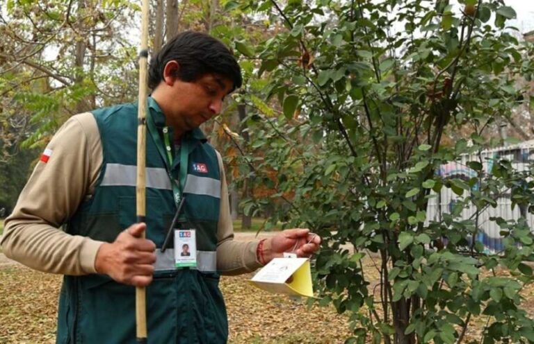 Gremios chilenos exigen acciones inmediatas para enfrentar la mosca de la fruta