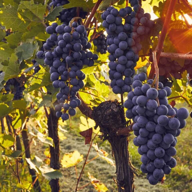 INIA La Platina lanza libro sobre virus que afectan el cultivo de la vid en Chile
