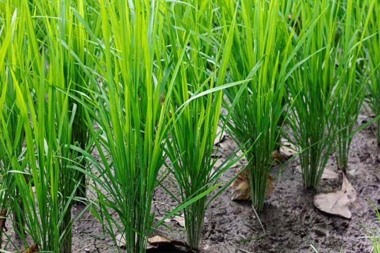 Investigadores de Berkeley mejoran el ADN del arroz, aumentando un 11 % la eficiencia del uso del agua y mejorando su tasa de crecimiento, con el objetivo de luchar contra el hambre en el mundo