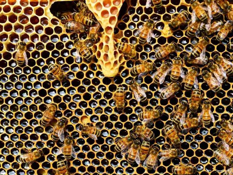 Miel, conozca los múltiples beneficios de este alimento milenario