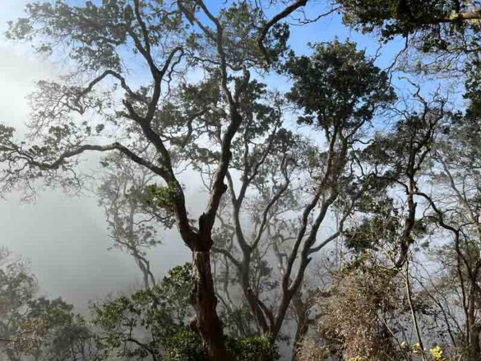 Refugios climáticos: Estos son los lugares clave que podrían salvar la biodiversidad de Chile