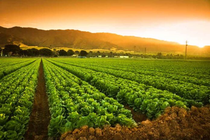 La “Revolución de las Bacterias”: el “Sellado Biológico” como seguro de vida para una agricultura sana y sostenible