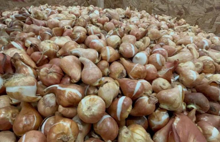SAG aplaza puesta en marcha de normativa para importación de estructuras vegetativas
