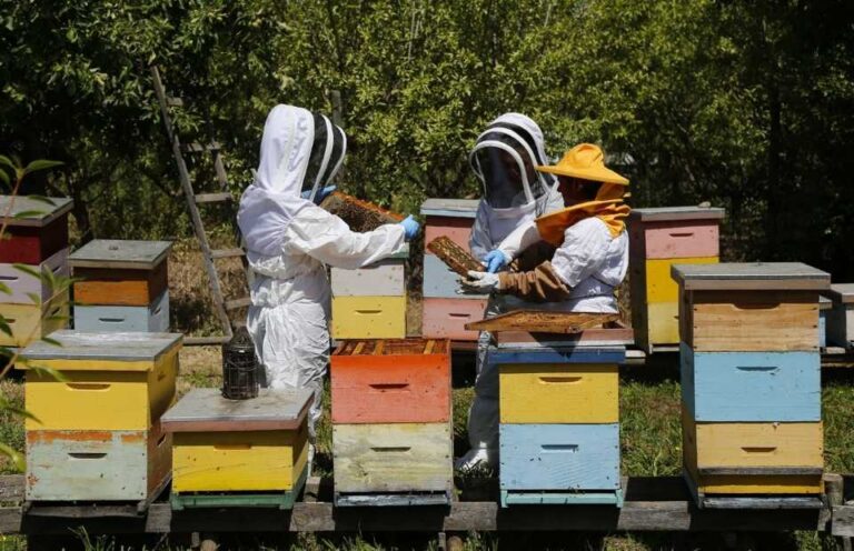 SAG llama a apicultores/as a registrarse en SIPEC Apícola para proteger a las abejas