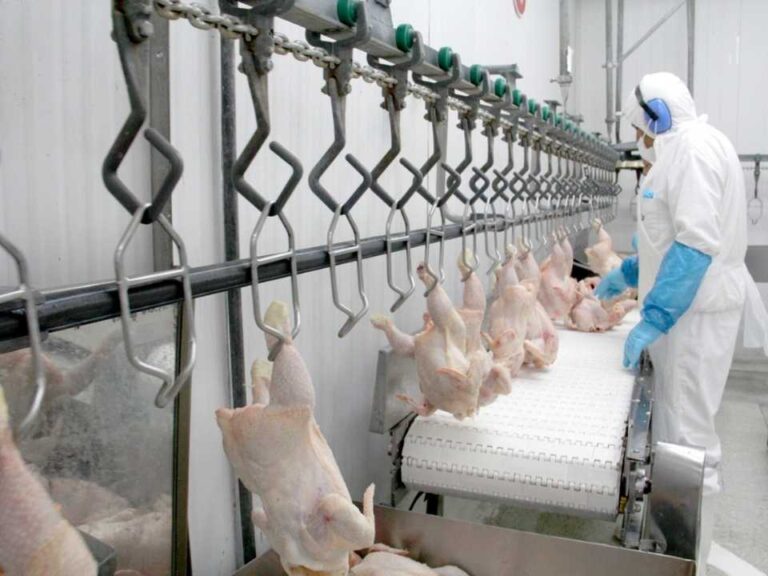 SAG suspende temporalmente importaciones avícolas desde Argentina ante brote de influenza aviar altamente patógena