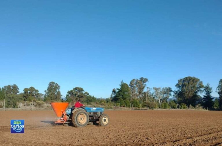 Alfalfa Kauke: Innovación nacional para el secano ante la sequía