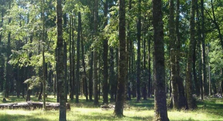 +Bosques sobre 900 acciones en terreno para el manejo sostenible del bosque nativo