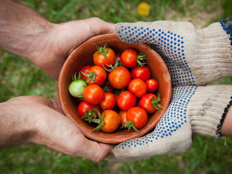 Cajas de Suscripción de Productos Frescos: Un Mercado en Crecimiento