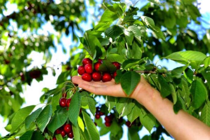 Ciencia aplicada desde O’Higgins: investigación realizada en la UOH recibe importante premio por desarrollo en agricultura de precisión