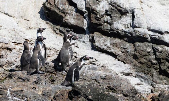 Investigación destaca rol ecológico y social del pingüino de Humboldt en la Península de Hualpén
