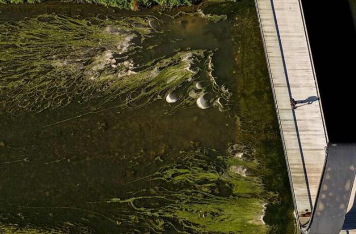 Las algas cultivadas con efluentes lácteos reducen un 25% el uso de fertilizantes minerales