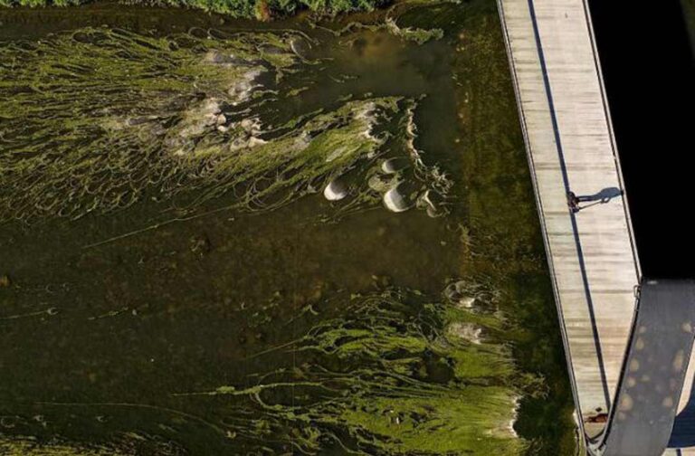 Las algas cultivadas con efluentes lácteos reducen un 25% el uso de fertilizantes minerales