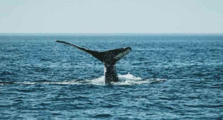 Naciones ratifican el Tratado de Alta Mar dando un paso histórico hacia una mayor protección en aguas internacionales