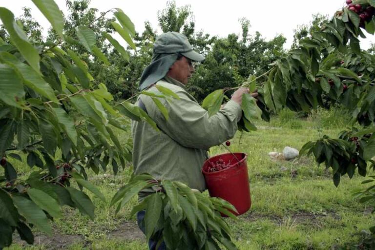 Salarios del agro chileno atraen a inmigrantes bolivianos: "En tres días ganan lo de un mes", afirma la SNA