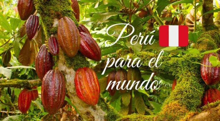 Tres cacaos peruanos se ubicaron entre los 50 mejores cacaos del mundo