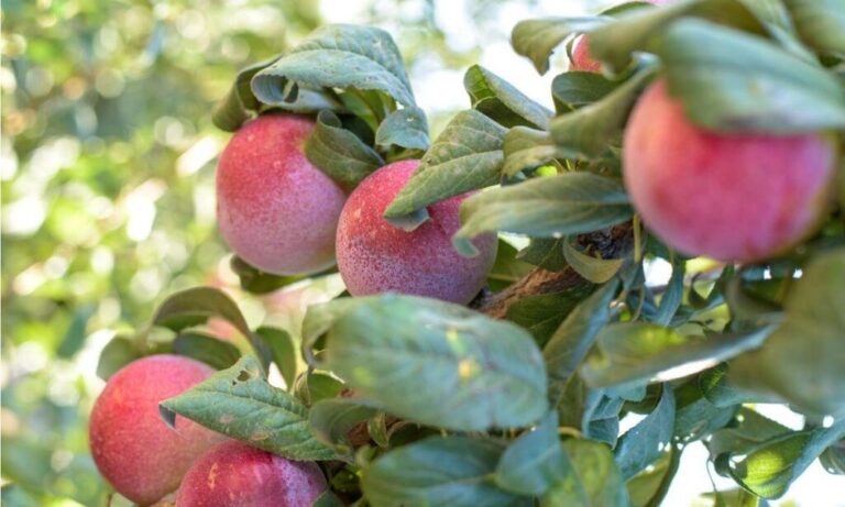 Desarrollan modelo de selección genómica con capacidad predictiva de hasta 90% para el mejoramiento varietal de la ciruela japonesa