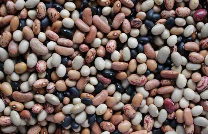 Científico de Universidad de Michigan destacó necesidad de incrementar consumo de legumbres para mejorar nutrición