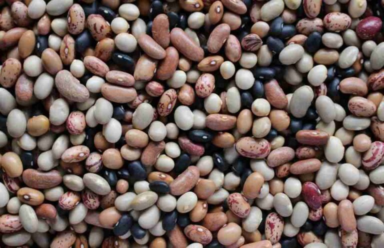 Científico de Universidad de Michigan destacó necesidad de incrementar consumo de legumbres para mejorar nutrición