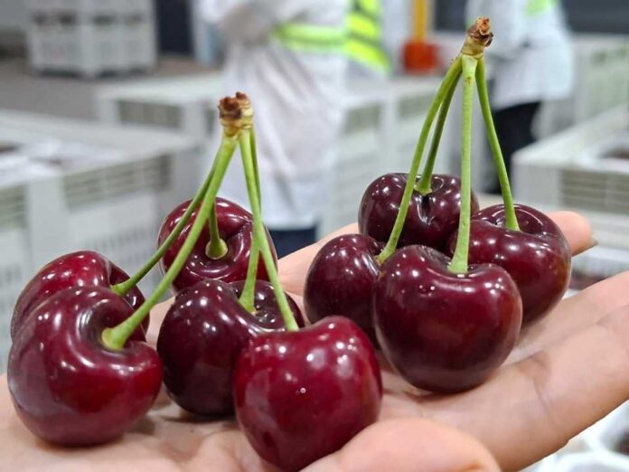 Con foco en calidad y fortalecimiento de la imagen de la fruta chilena en el extranjero: Comité de Cerezas entrega estimación de envíos para la temporada 2025-2026