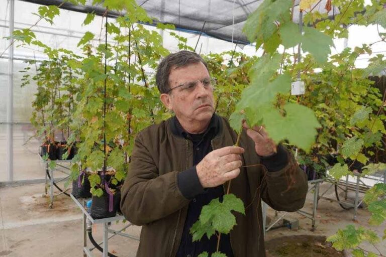 Crean vides resistentes para mejorar competitividad de industria vitivinícola