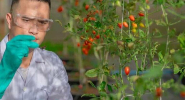 Doctorado impulsa avances en biotecnología alimentaria en Chile académico de Santo Tomás se consolida como referente en innovación científica